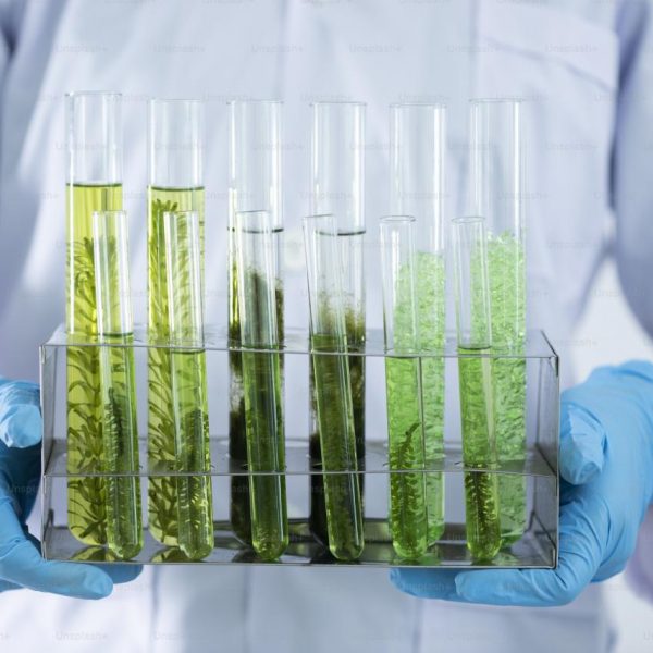 The scientist test the natural product extract, oil and biofuel solution, in the chemistry laboratory